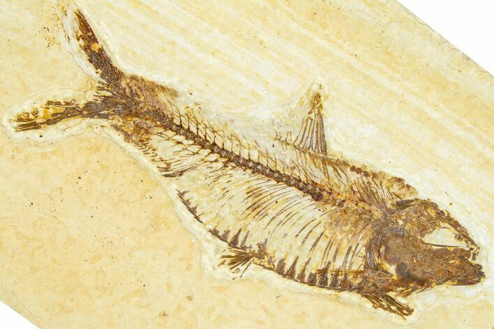 Detailed Fossil Fish (Knightia) - Wyoming #367483